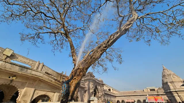 काशी विश्वनाथ मंदिर में प्राचीन पीपल वृक्ष बचाने के लिए विशेष अभियान